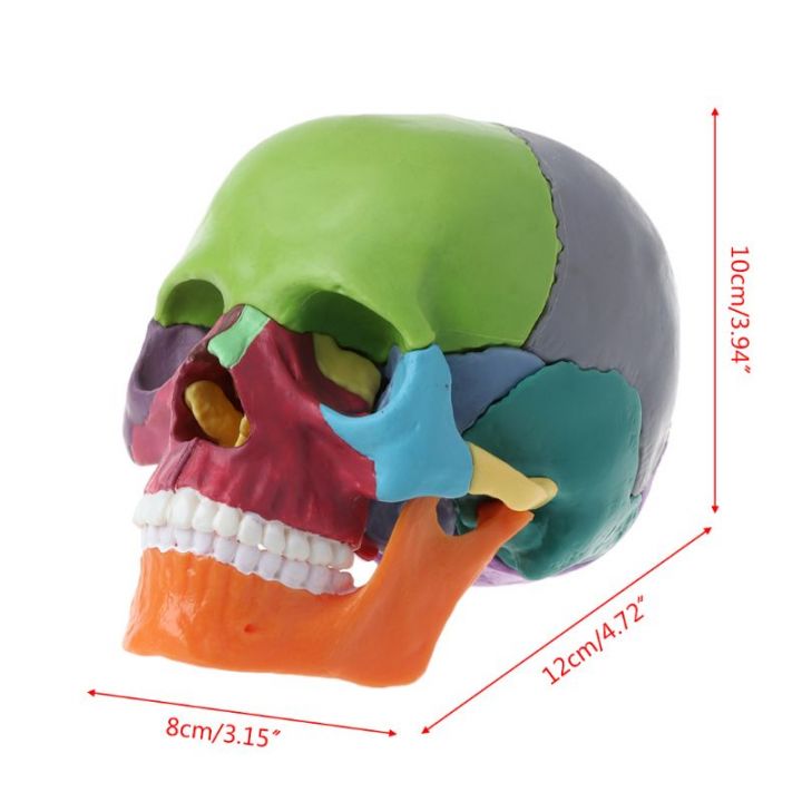 Анатомическая модель черепа, разборная, 15 частей