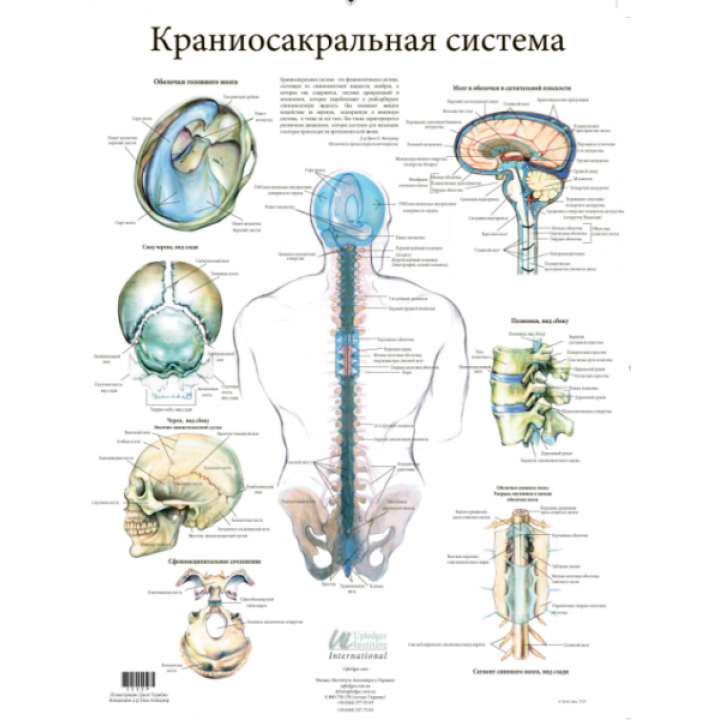 Плакат "Анатомия Краниосакральной Системы"