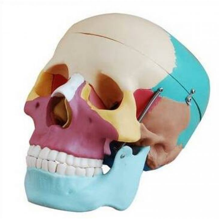 Анатомическая модель черепа, цветная, разборная, 3 части