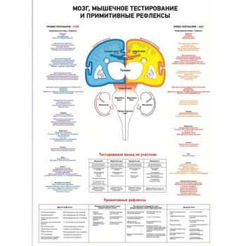 Плакат "Мозок, м'язове тестування та примітивні рефлекси"