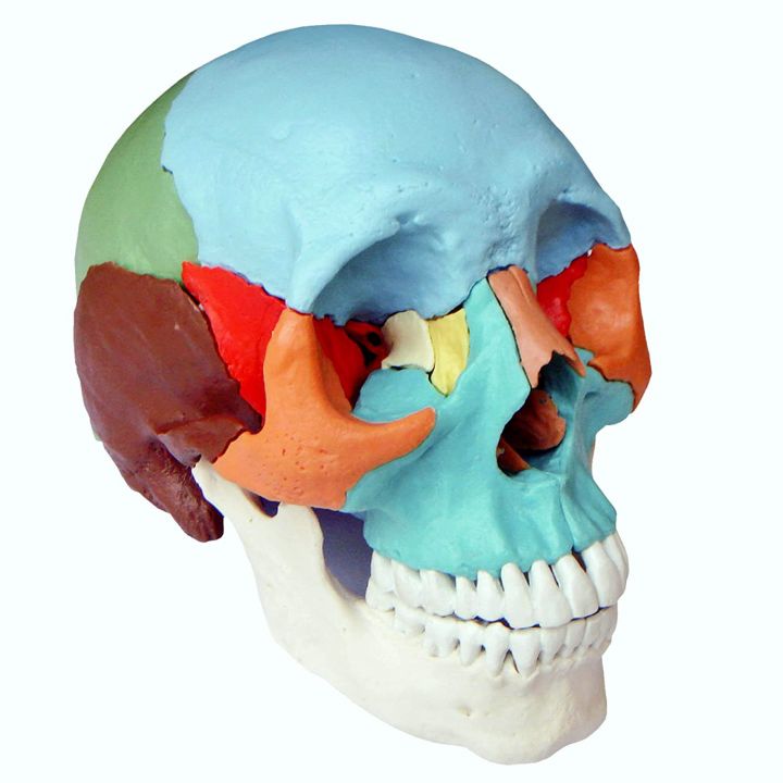 Анатомічна модель черепа, розбірна, 22 частини